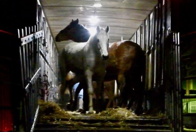 Horse Abattoir