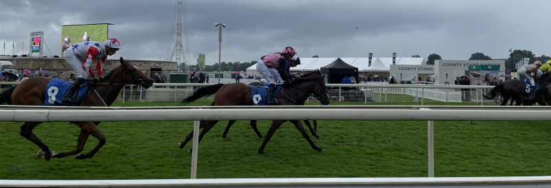York racecourse horses