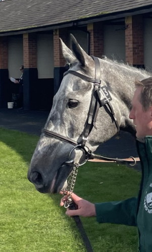 Gaillard De Mesnil grand national runner 2023 head