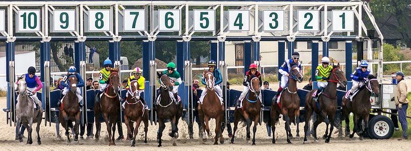 Average Field Size Horse Racing