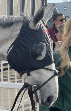 horse wearing a black hood with blinkers
