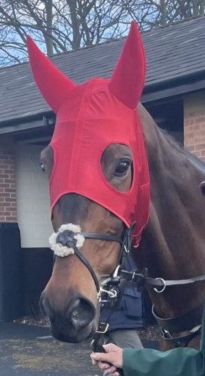 horse wearing a red hood to block out sound