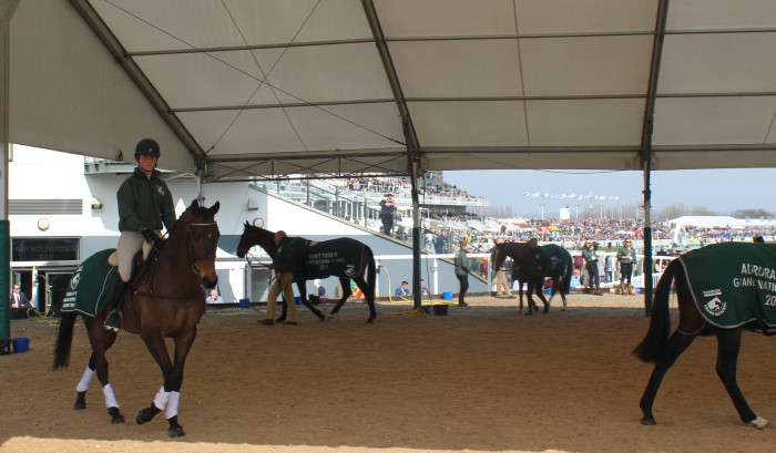 horses parading around exercise ring
